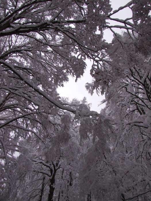 merletti di neve